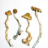 Golden Teacher Magic Mushrooms