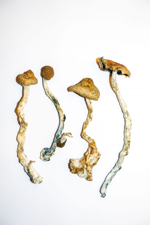 Golden Teacher Magic Mushrooms