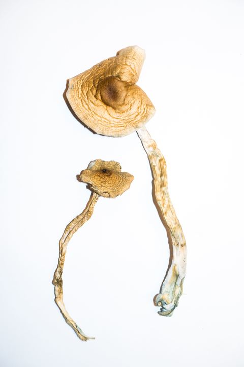 Golden Teacher Magic Mushrooms