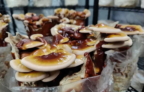 Reishi Mushrooms