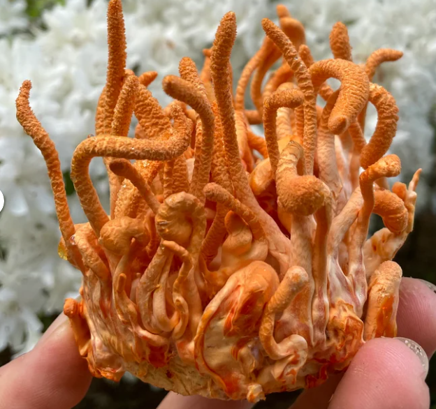 Discover the Unique and Health-Promoting Cordyceps Mushrooms