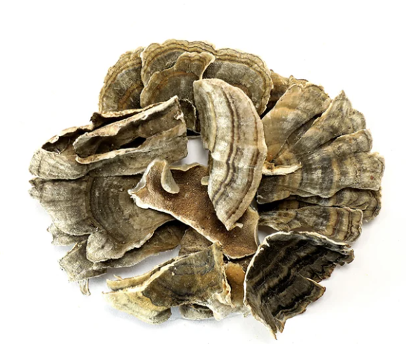 Discover the Benefits of Turkey Tail Mushroom