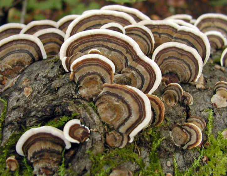 Turkey Tail Mushroom