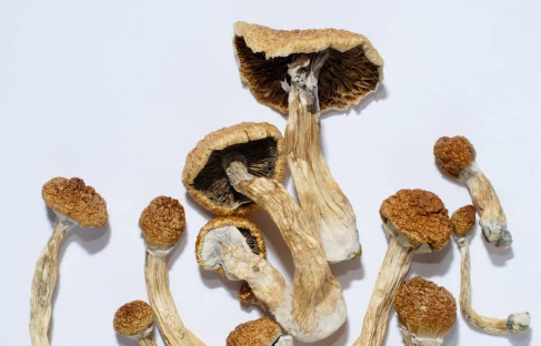 Discover the Popularity and Benefits of Golden Teacher Mushrooms