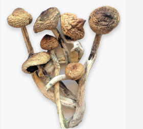 Discover the Popularity and Benefits of Golden Teacher Mushrooms